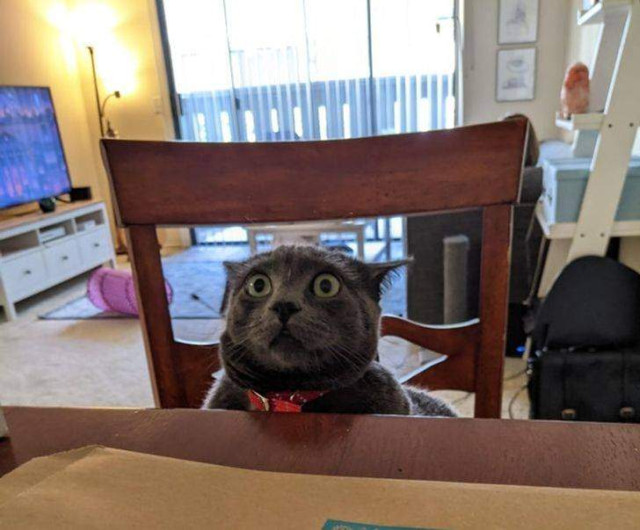 Цьому котику не сподобалася нова пісня / Фото Reddit    